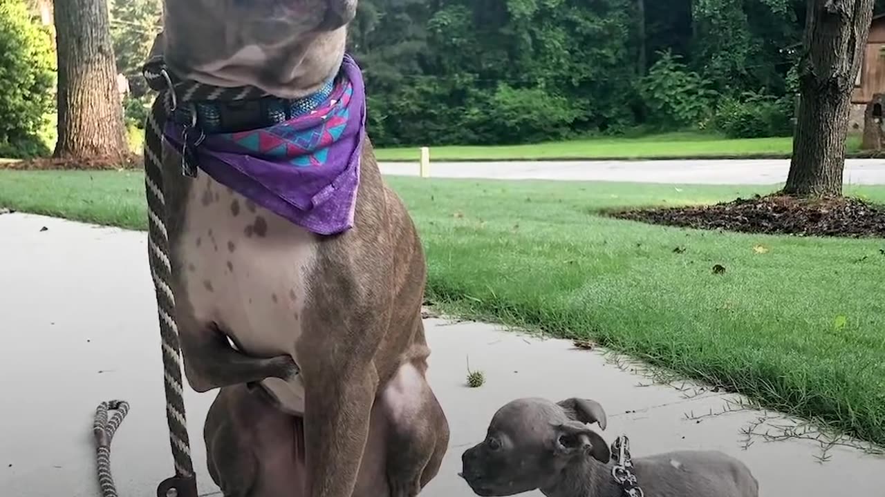 Tiniest Puppy Loves His Pack Of Pit Bulls | The Dodo Little But Fierce