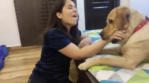 Labrador cute puppy
