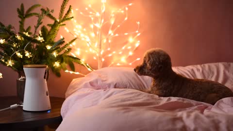 Cute puppy videos🥰 subscribe for more