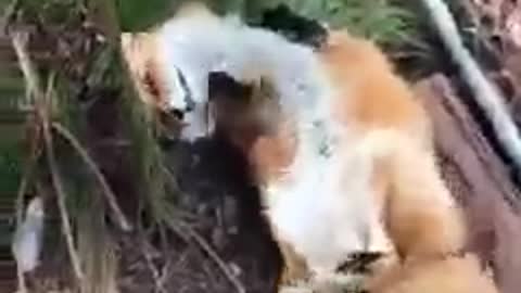 Raposas são extremamente brincalhonas