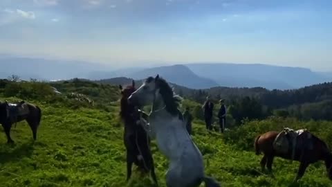 Beautiful Nature - Horses