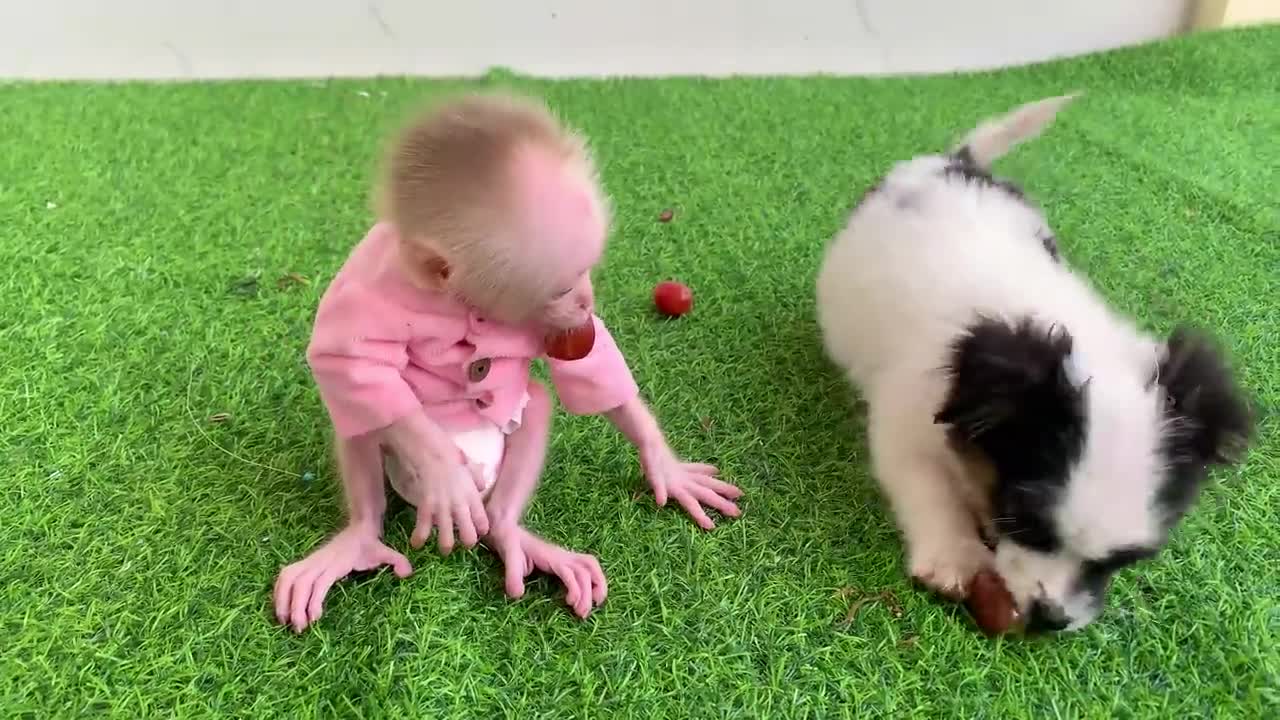 Baby monkey BeBe visit the toilet and eat fruit with the puppy So lovely