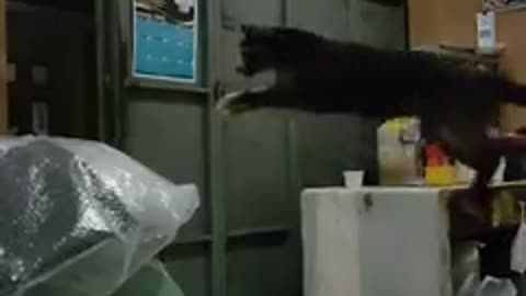 Funny cat