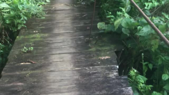River Bridge