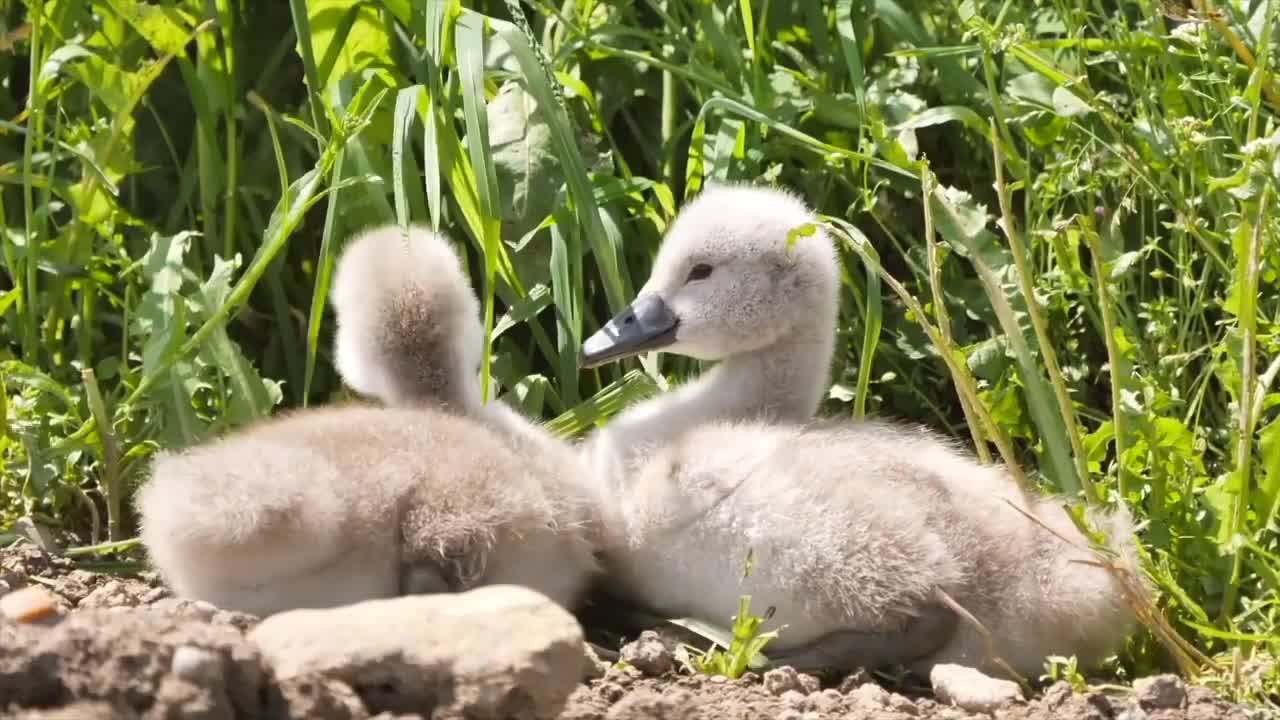 Amazing animal,bird,so funny