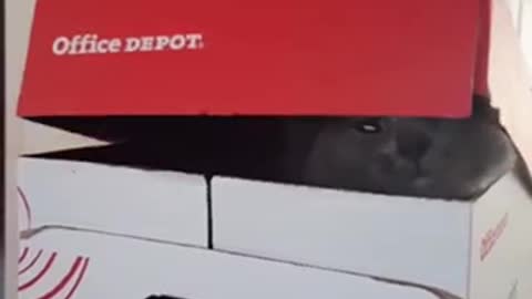 Grey cat hides in box