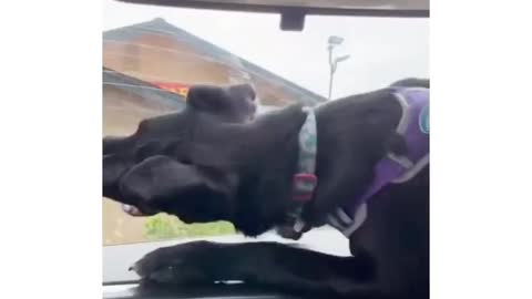 Funny video😁😁 he is funny😁😁