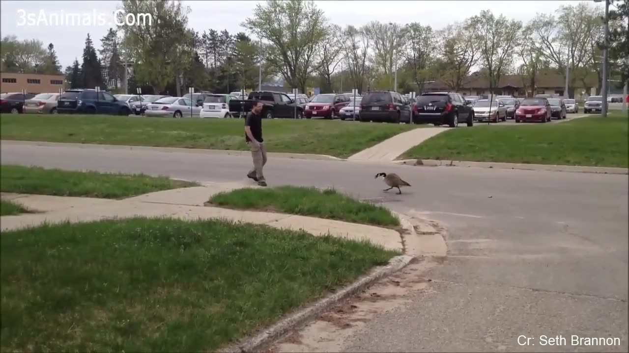 Funny Variations of Animals Fearing and Pursuing Individuals