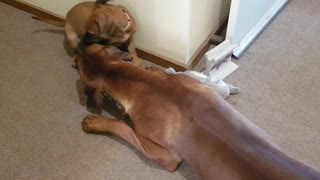 Rhodesian Ridgebacks Mr Brown & Miss Tickle; Restolen Buried Treasure