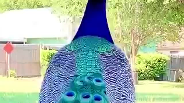 Best Beautiful peacock best shorts video.