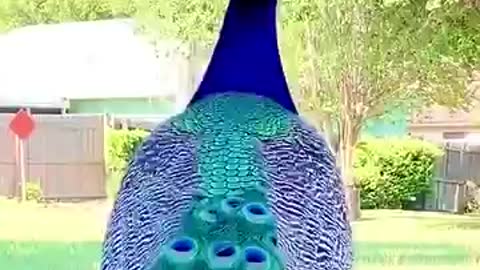 Best Beautiful peacock best shorts video.