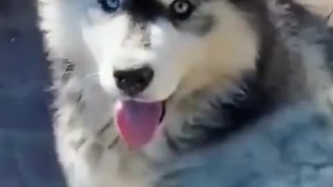 Ultimate Baby Dogs - Cute and Funny Dog Videos Compilation #shorts (3) 2022.