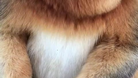 Golden Monkey