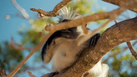Cute white-haired monkey!