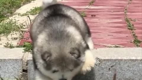 The dog went down the steps
