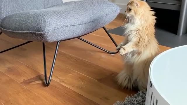 Beautiful cat wants to sit on the chair 😂♥️