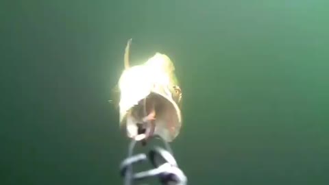 This is a beautiful and charming water-dwelling species