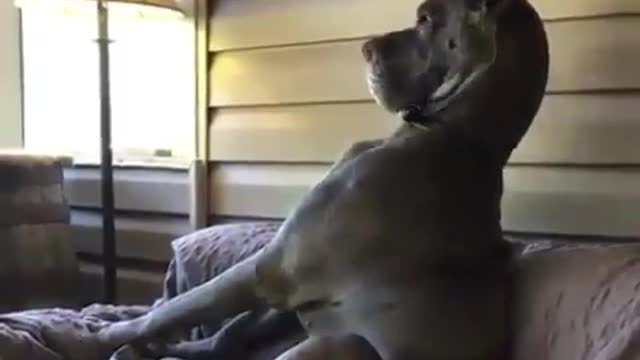 Best Funny Animal Videos 2022 😺 Funny The Great Dane Dog Videos 225 😁 Funniest Dog Videos 😁😇