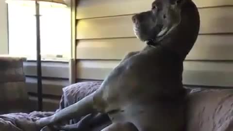 Best Funny Animal Videos 2022 😺 Funny The Great Dane Dog Videos 225 😁 Funniest Dog Videos 😁😇