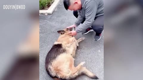 Police dog reunited with handler he hasn't seen in years