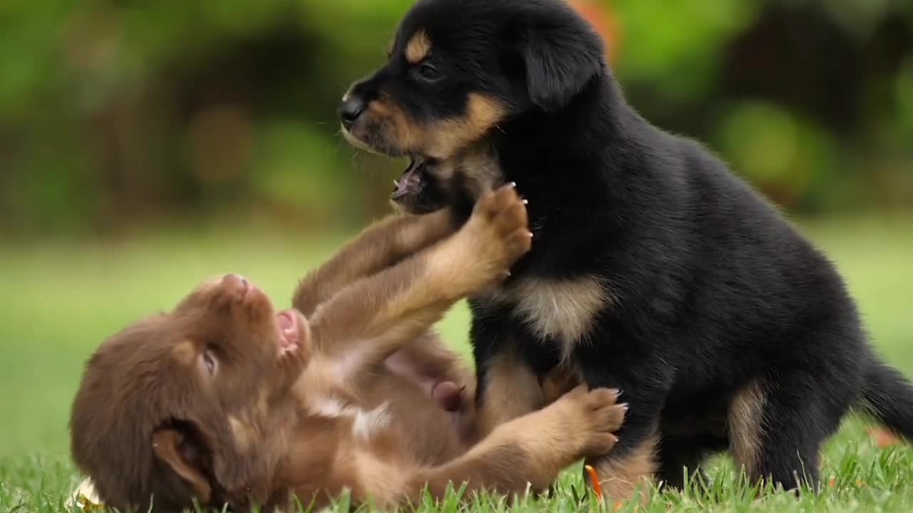 Cutes dogs in the world || cute dog drinking milk with his mother