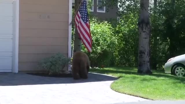 Bear.and man
