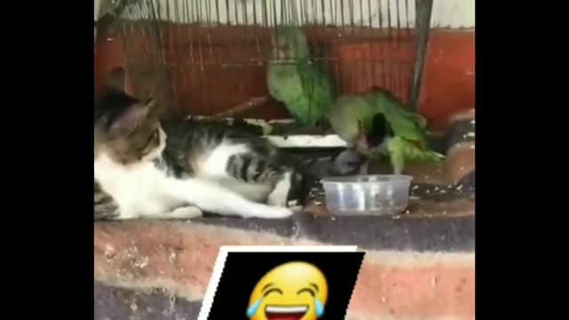 Cat beat parrot 🤣🤣 very funny.. must watch