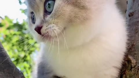 Cutest Cats Ever! Cute Funny Playful Beautiful Kitty Cats (Part 5) | #shorts #cats