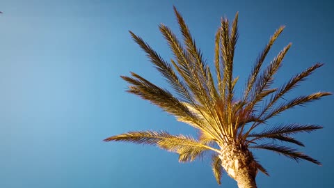 Golden Palm Tree