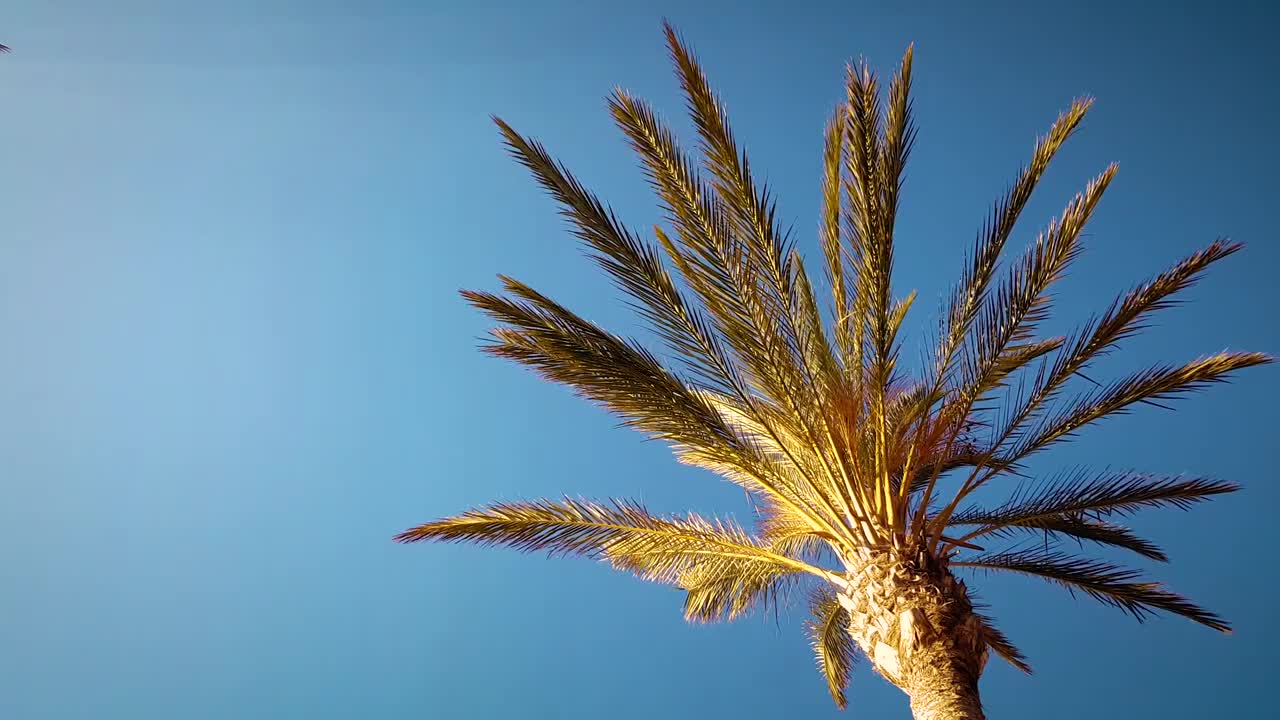 Golden Palm Tree