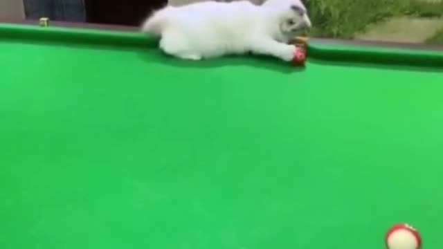 Gato jogador de sinuca