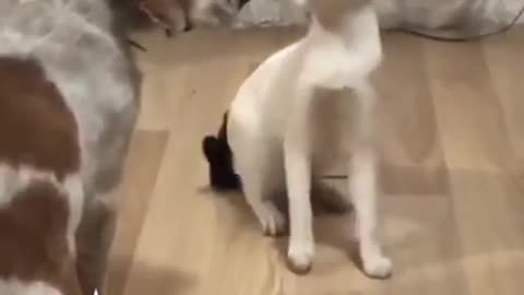 cat challenging the dog for fight