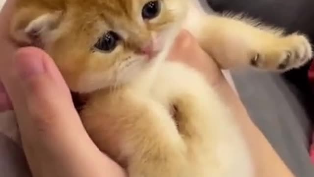 cute cat❤#shorts #cutecat