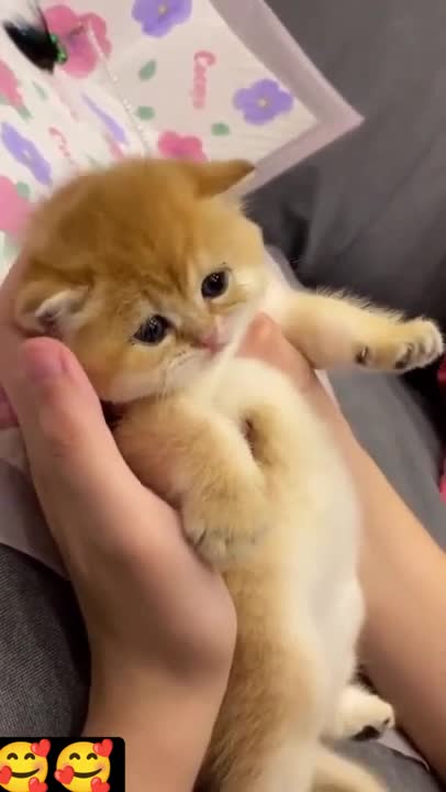 cute cat❤#shorts #cutecat