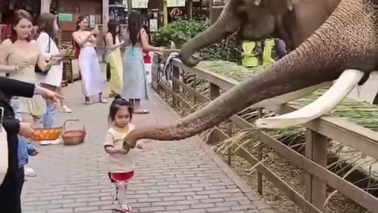 elephant