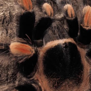 Amazing black and orange tarantula walking