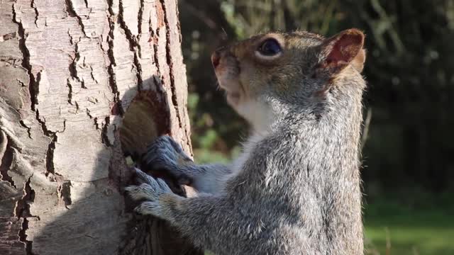 How Squirrel Eating From Tree Trunk ' Incredible '