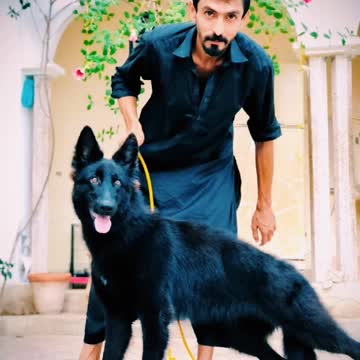 Dog carin mountain wolf Kennel🐕