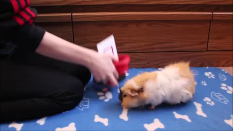 25 Guinea Pig Tricks