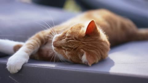 Close-up red cat stretching and moving in sunshine at sunrise