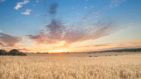 Sunrise in the wheat field