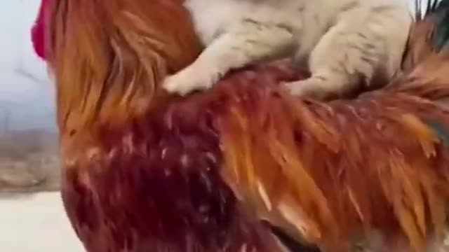 Baby dog & Banaraj chicken playing funny video