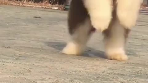 Oh !! CUTE DANCE