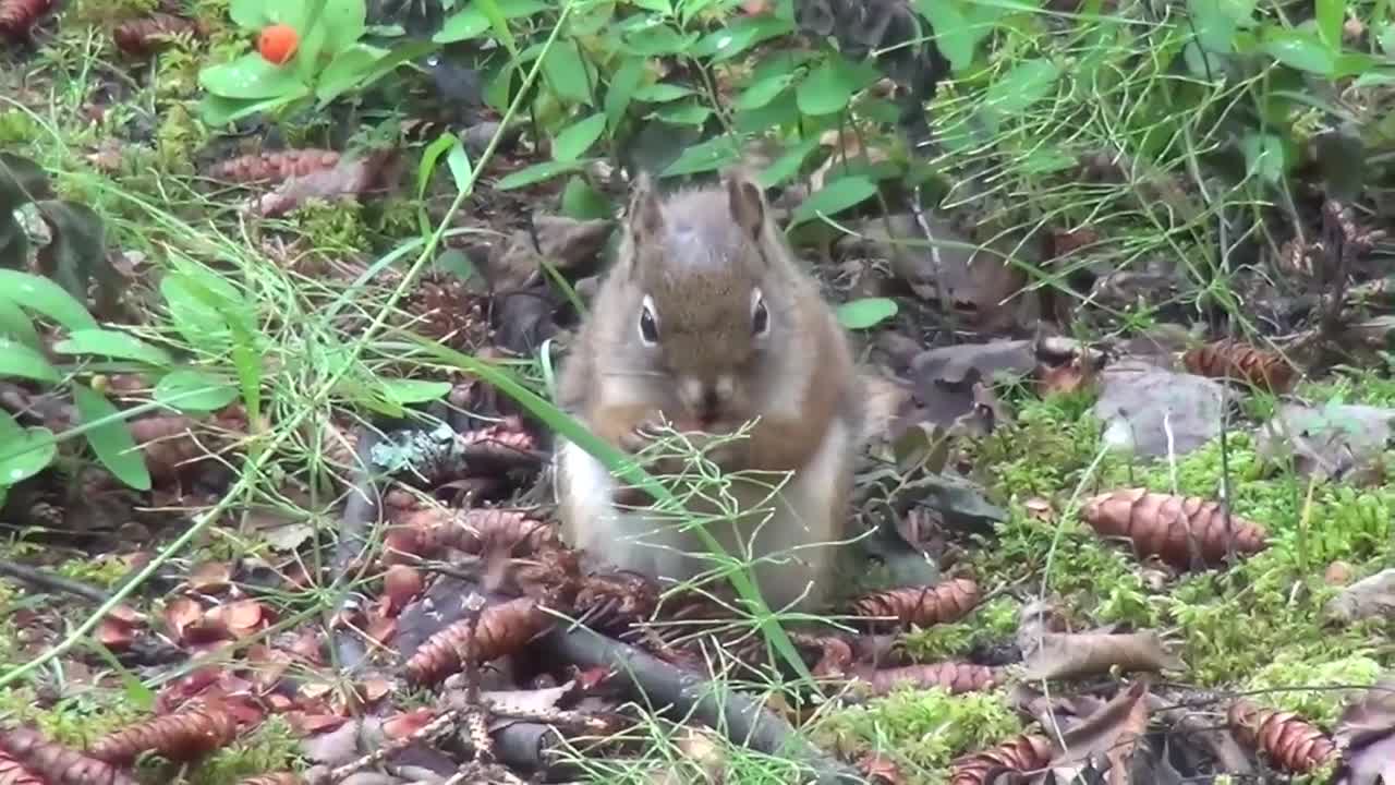 Top Funny Squirrel Videos Compilation Ultra High Quality