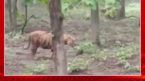 tiger walking in the ground