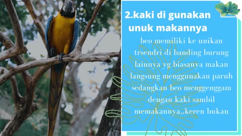 FAKTA UNIK #HEWAN #BURUNG BEO