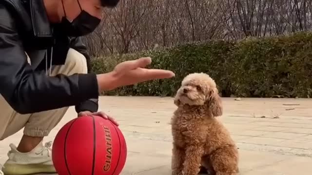 dog playing football with his owner,