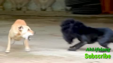 Funny Dog video funny video cute dog video