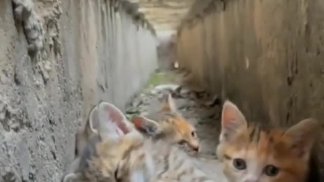 amazing family cats