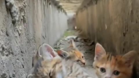 amazing family cats